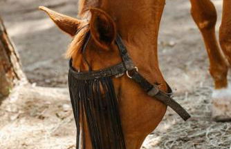 LOS TILOS Casa rural en el campo. - Photo 77