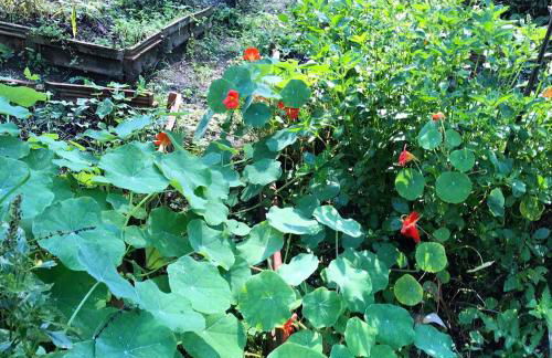 Casa Crudo, PRIVACIDADE NA MATA ATLÂNTICA, piscina, trilhas e descanso - Foto 55