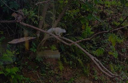 Life's Good Retreat Bear Cottage - Foto 29