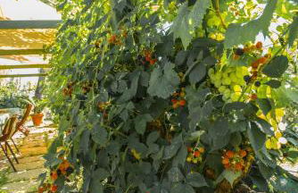 Villa Miranda - Photo 15