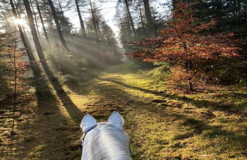 Ferienhaus mit Terrasse - Foto 54