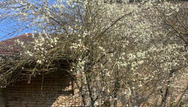 La Victoire de Noyers - Foto 5