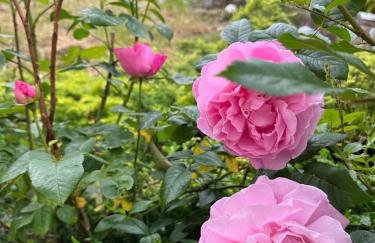 Dom pod kogutem - Foto 57