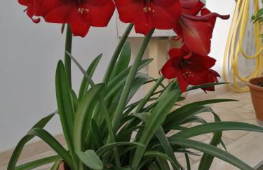 Casa Low Cost - Foto 68