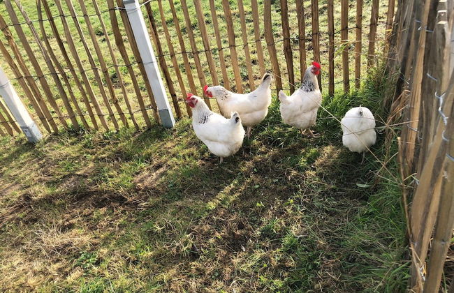 Semi-detached House, St. Meloir-des-ondes - Foto 15