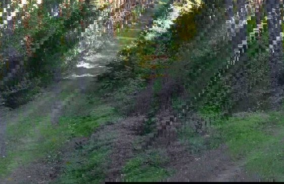 Metai Miške&a Year in the Forest - Photo 32