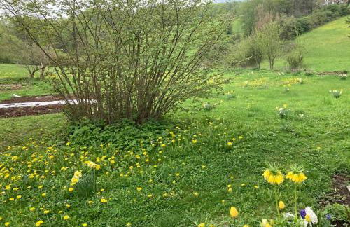 Forsthaus in Waldhessen - Foto 37