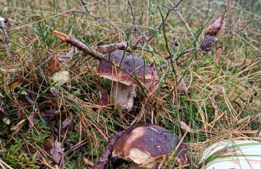 Rykowisko - domki całoroczne nad jeziorem i rzeką - Foto 43