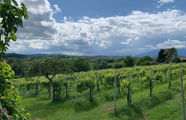 Premium Private Prosecco Hills Tour - 2 Cantine. Tour privato. - Foto 34