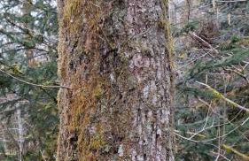 Maison RoMa, se ressourcer proche de Gerardmer et La Bresse - Foto 30