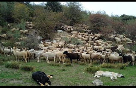 Estrella del alba - Foto 29