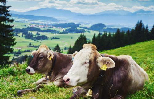 Allgäu Luxury Apartment Berglöwe mit Sauna - Photo 33