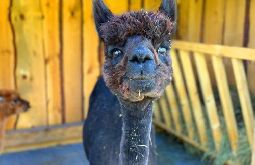 Ferienhäuser Saalemaxx - Foto 46