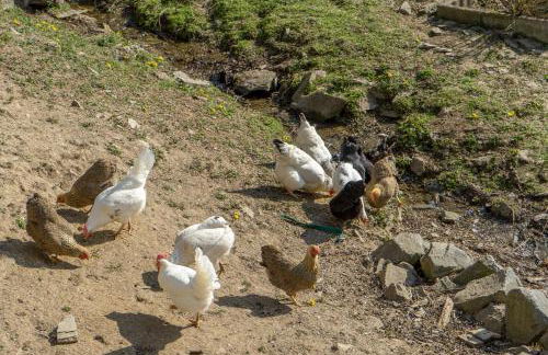 Historische Mühle Vogelsang - Foto 39