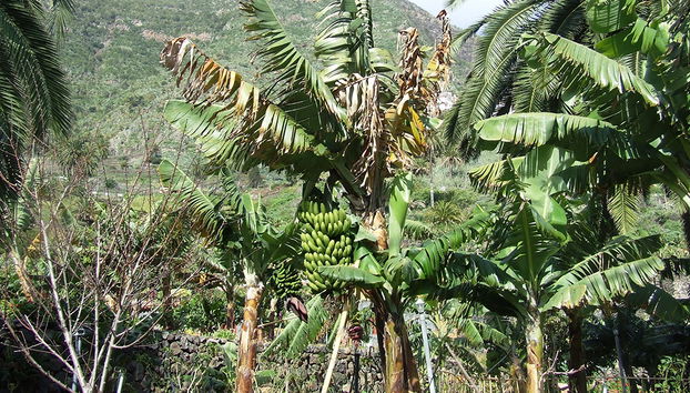 La Gomera - From the North of the Island - Foto 3