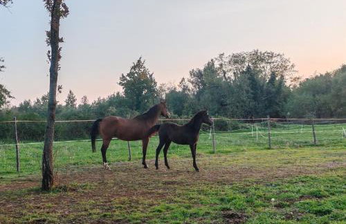 Ines in Barban - Haus für 4-5 Personen - Photo 32