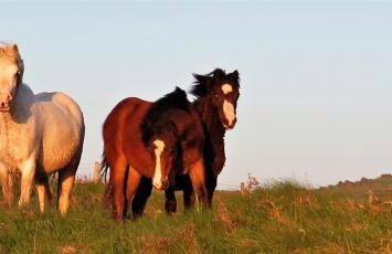 Corner Cwtch - Foto 17