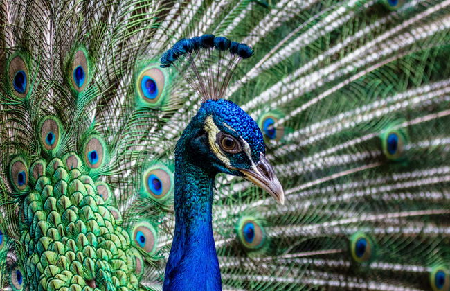 Entrada a Bali Bird Park - Foto 1