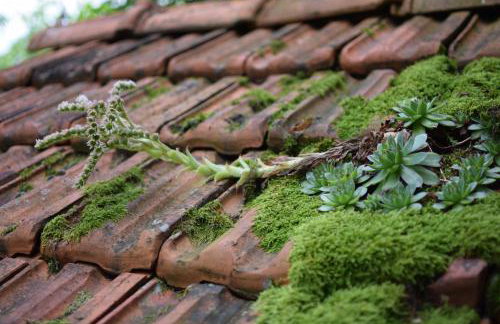 Holiday home Hižica v plavem trnacu - Foto 34