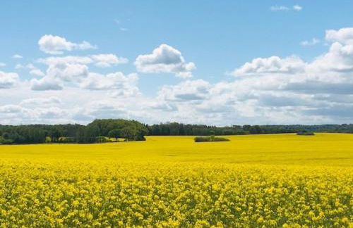 Ferienhaus Wiesenkate - Foto 34