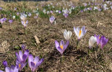 Chez Francine - Photo 45