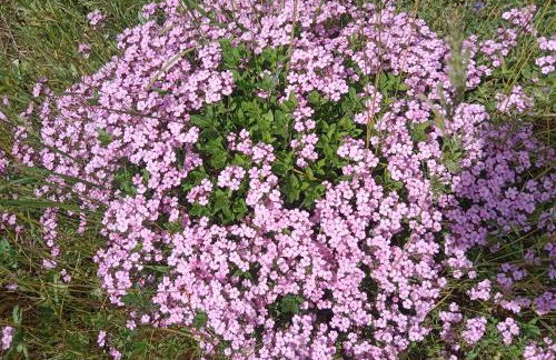 Clef Secrète - Foto 47