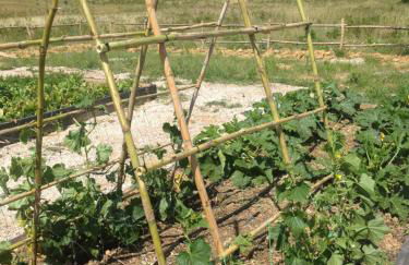 Wine Resort Conti di San Bonifacio - Foto 42