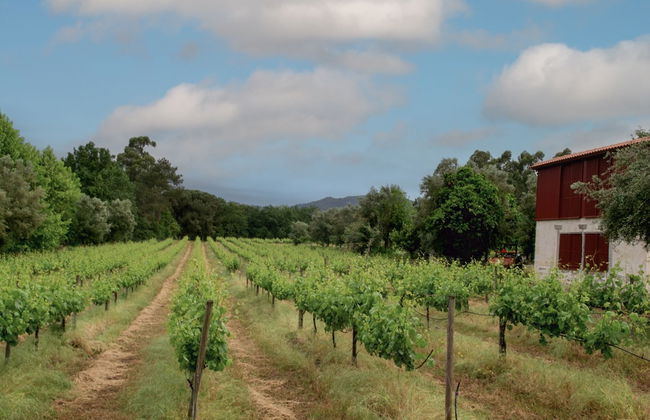 Quinta de Chousas - Braga - Agrotourism - Photo 38