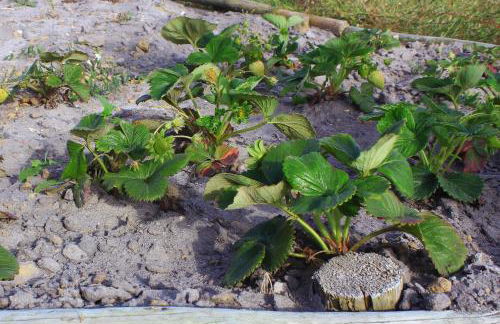 Entre Vinhas & Mar - Foto 115