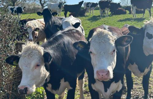 Cosy Devon Hut Woodland Views - Photo 21