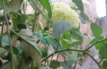 Ta Adelfia - Foto 35