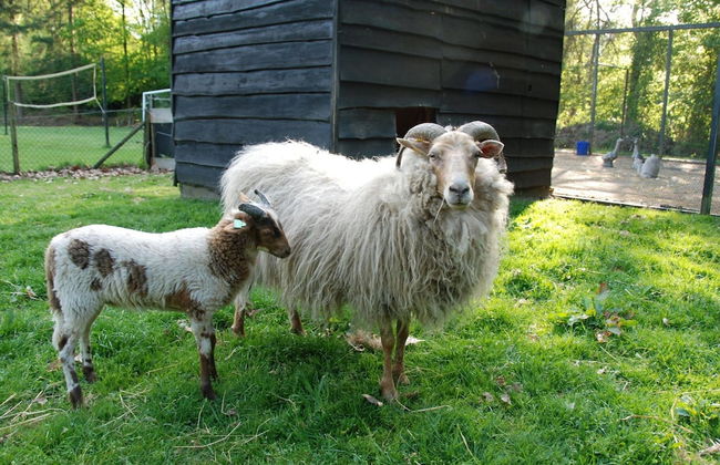 Cozy Chalet With a Decorative Fireplace - Foto 14