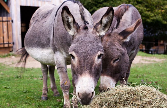 Cab'ânes du Pibeste - Foto 18