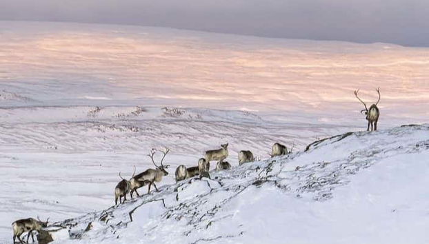 Breiðdalsvík Valley Reindeer Safari - Foto 2