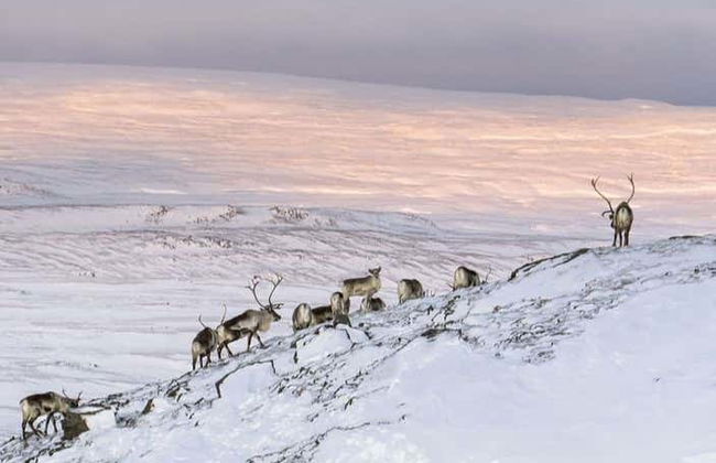 Breiðdalsvík Valley Reindeer Safari - Photo 2