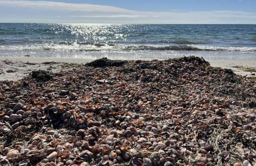 A charm Cape house centrally located close to everything that Cape code offers - Foto 38