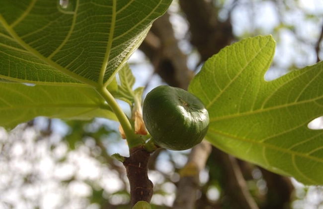 Bio Agriturismo La Spiga D'oro - Photo 21