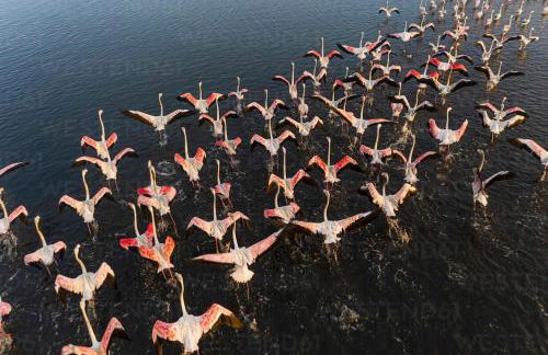 Bird’s Home - Foto 78