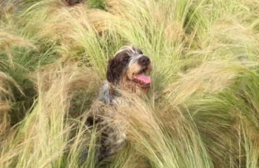 Gite 1er Cru - La Loubertine - Foto 27