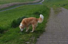 Fewo Kroker - Foto 21