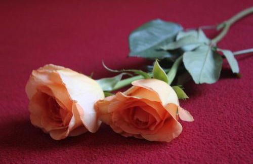 Ferienwohnung Novotny - Foto 10