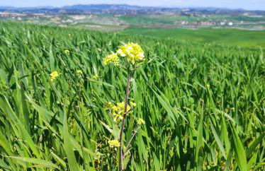 Unique Experience Crete Senesi HILLS - Foto 15