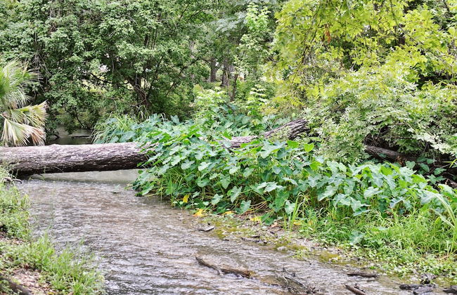 15 Son's Geronimo - Birdhouse Cabin - Foto 57