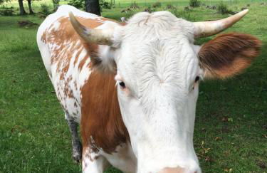 BERGFEX Falkenberg 304 mit Sommer-Bergbahnticket - Photo 22