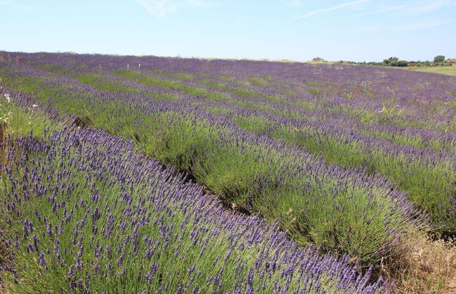 Farmhouse Near Montalto di Castro Beaches - Foto 22