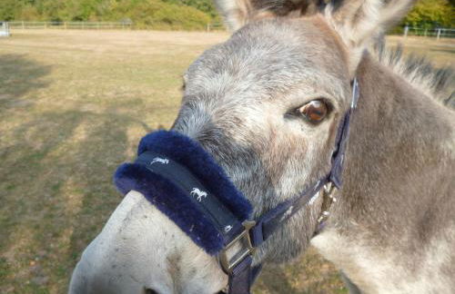 Old French Country Cottage for 2 nature lovers paradise - Foto 22