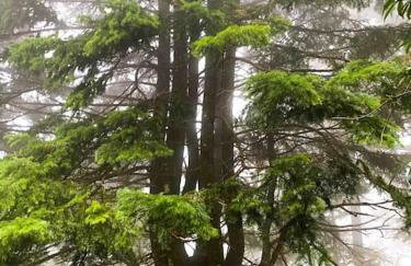 Forest cottage top of the world - Foto 39