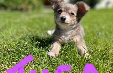 The Annex @ 3 East Town Cottages - Photo 42