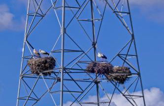 Monte da Calcadinha - Foto 14