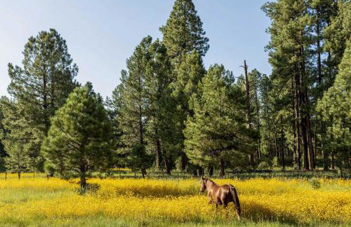 Whispering Hollow Lodge on Greer Main St! - Foto 42